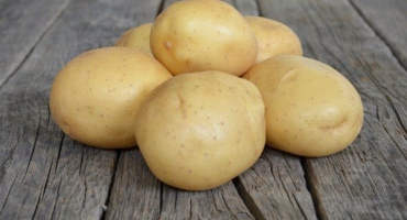 Bramborová melodie holandského výběru: popis odrůdy